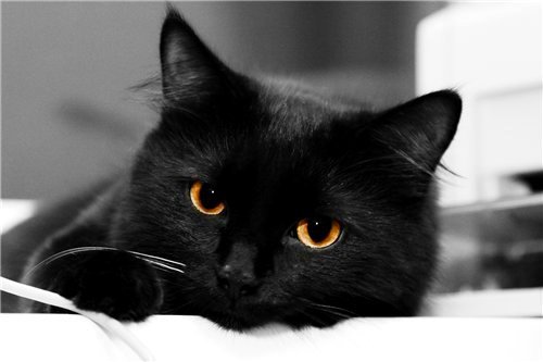 Кошка - черная, глаза, кошка - оригинал