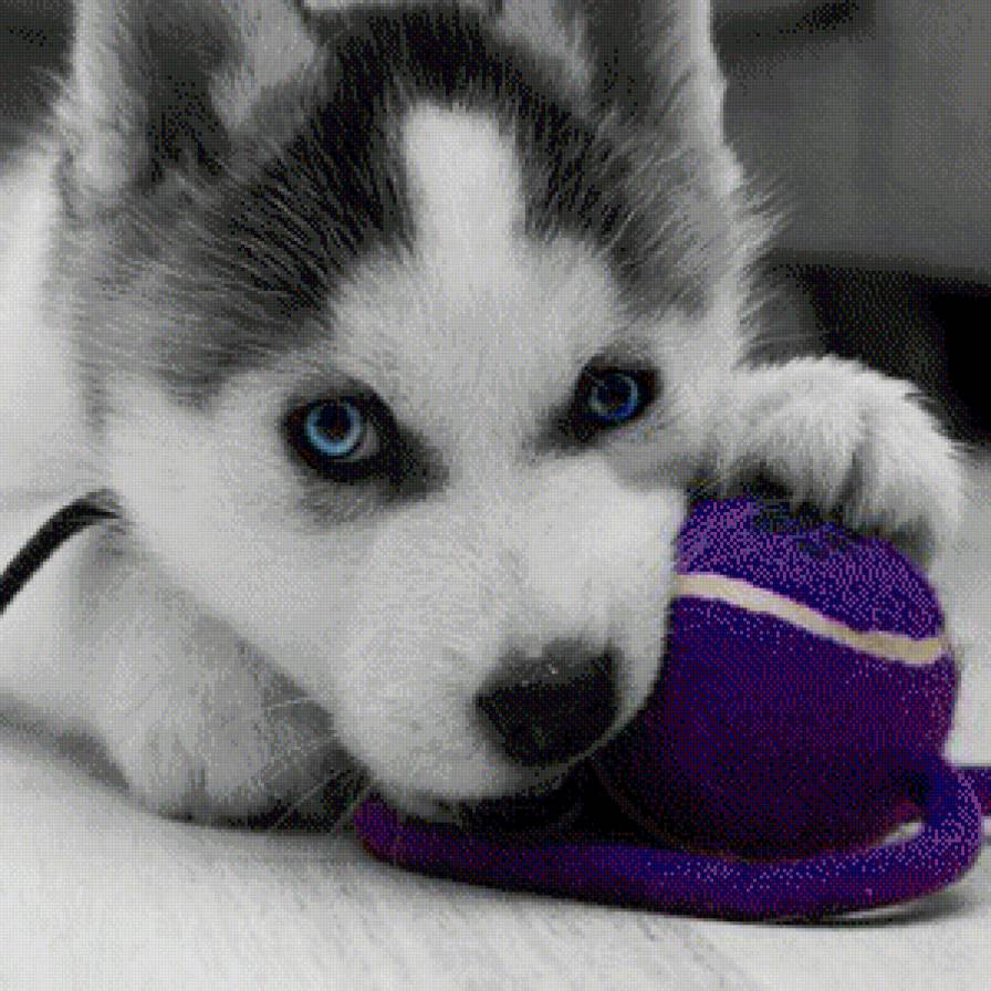 хаски - волки, чудо, собаки, красота - предпросмотр