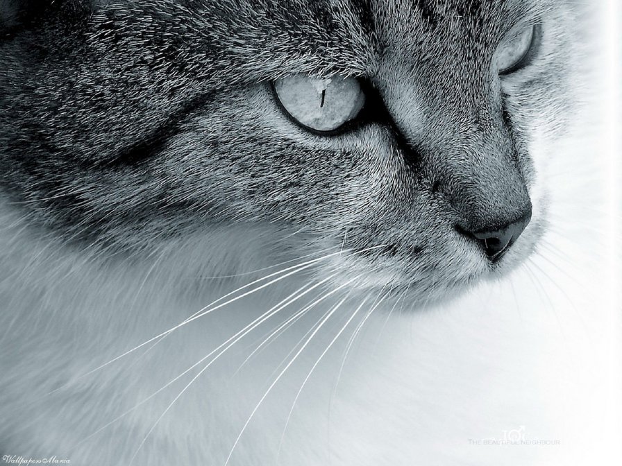 Черно-белый котик - кот, глаза, взгляд - оригинал