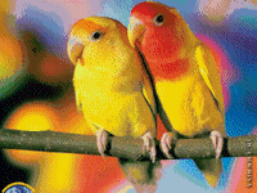 Попугаи - попугаи, попугаи неразлучники, неразлучники - предпросмотр