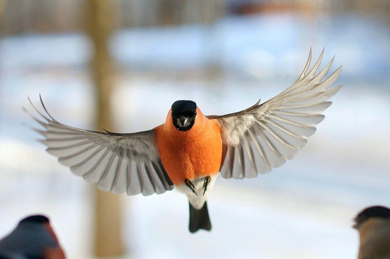 Снигирёк - зима, птицы, пейзаж, снигирь - оригинал