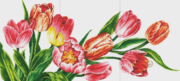 Tulipanes - flores - оригинал