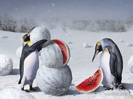 Арктический арбуз - пингвины, ягоды.животные - оригинал