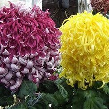 Схема вышивки «Её Величество Хризантема»