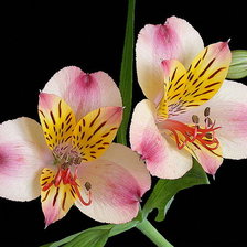 Схема вышивки «№750848»