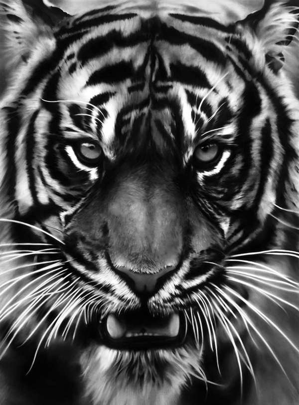 тигр1 - оригинал