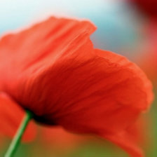 Схема вышивки «МАКИ»