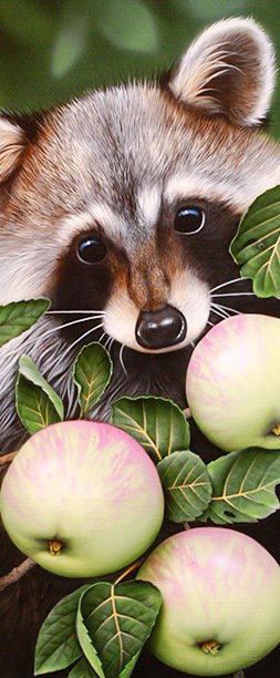 Енот - животные, звери, енот, яблоки - оригинал