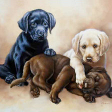 лабрадоры