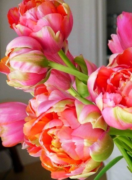 Тюльпаны - тюльпаны, букет, цветы - оригинал