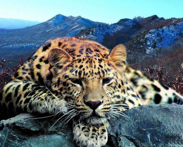 Леопард-шикарная киса - "портрет", горы, кошки, фото, природа, леопард - оригинал