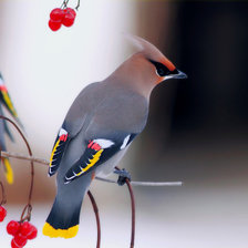 Схема вышивки «Свиристель»
