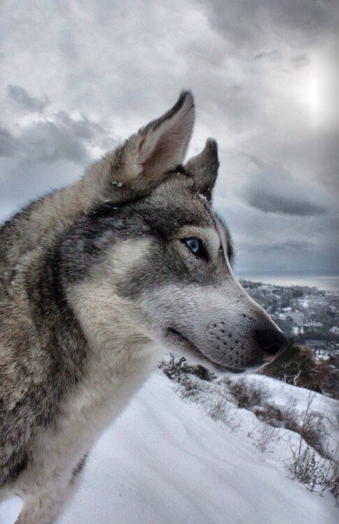 Волк - оригинал