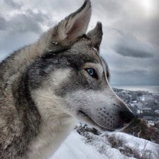 Схема вышивки «Волк»