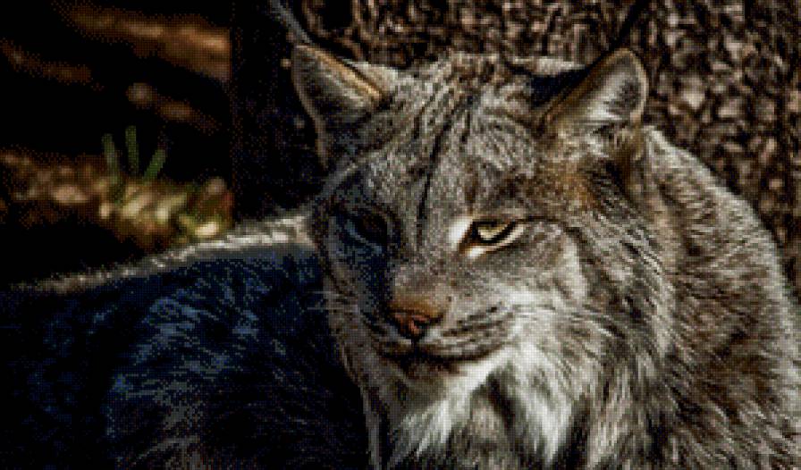 рысь - животные, кошки - предпросмотр