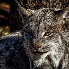 Схема вышивки «рысь»