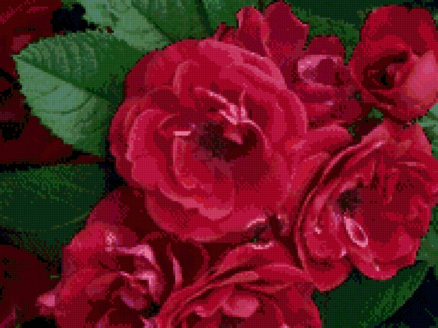 Розы - розы, цветы - предпросмотр