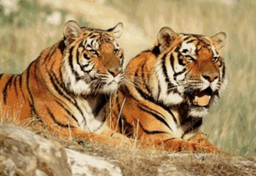 Тигр и тигрица - хищники, тигры, большие кошки - предпросмотр