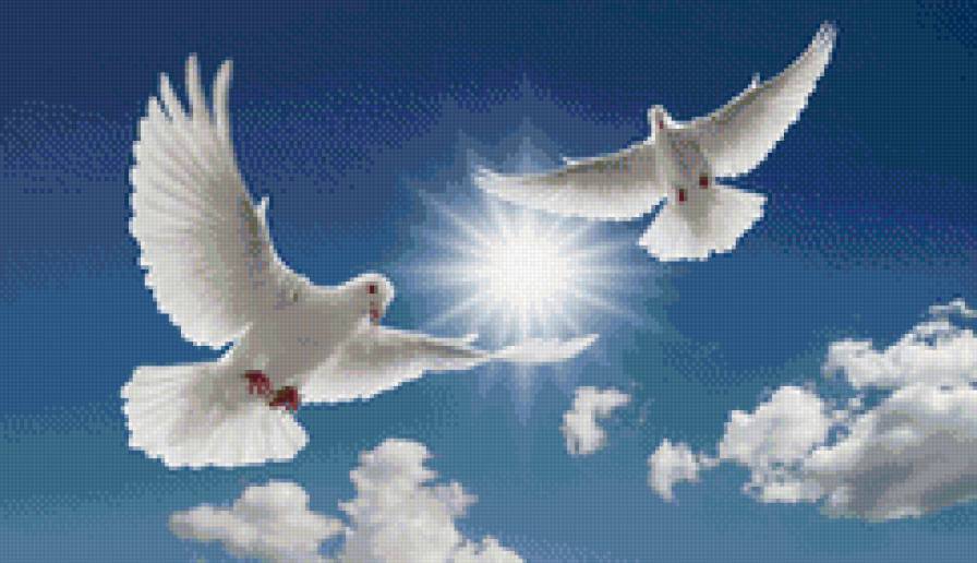 Голуби - голуби, птицы - предпросмотр