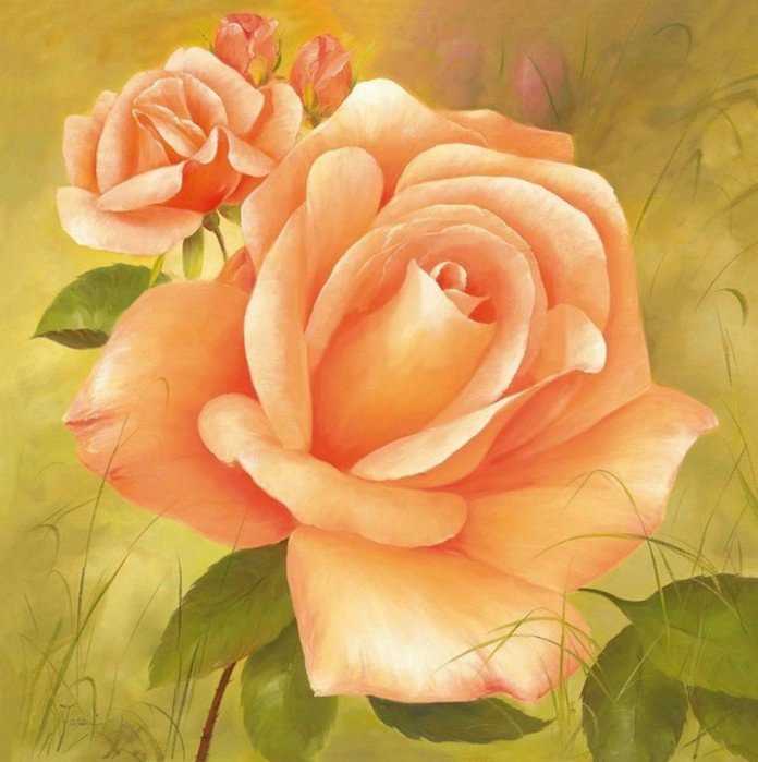 Чайная роза - роза, цветы - оригинал