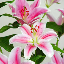 Схема вышивки «Лилии»