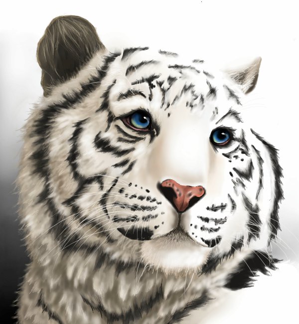 белый тигр - белый тигр - оригинал