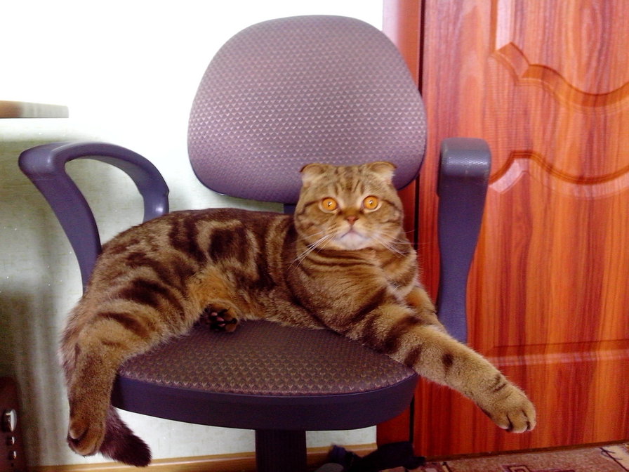 стив - кот - оригинал