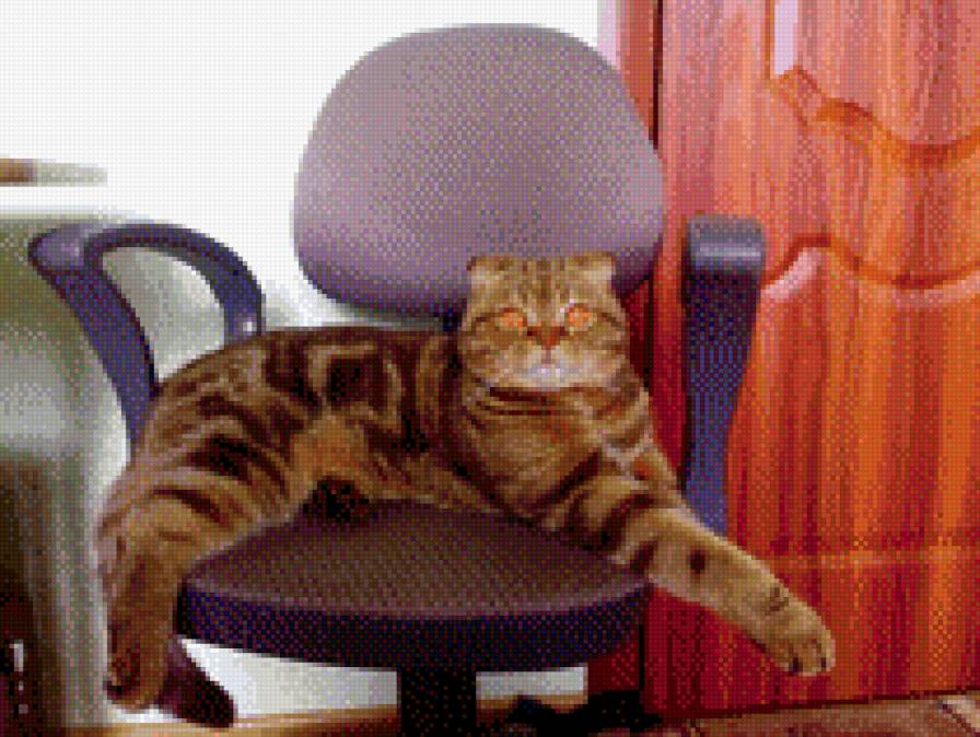 стив - кот - предпросмотр