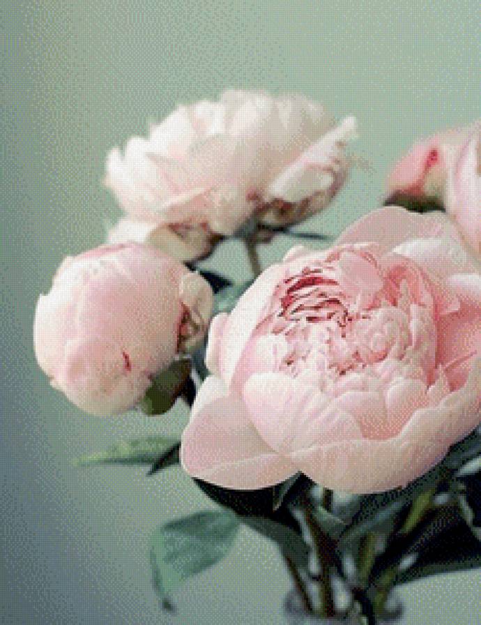 пионы - цветы, пионы - предпросмотр