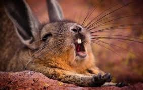 зайка - животные - оригинал