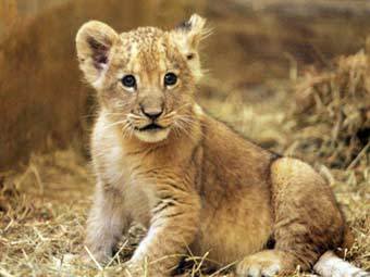 Тигр - тигренок, тигр - оригинал