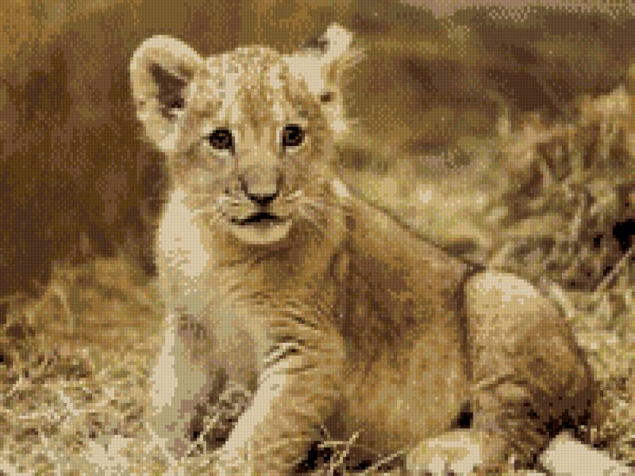 Тигр - тигр, тигренок - предпросмотр