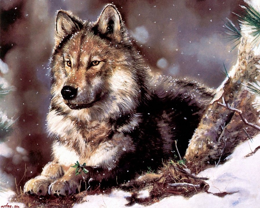 Волк-одиночка - животные, природа - оригинал