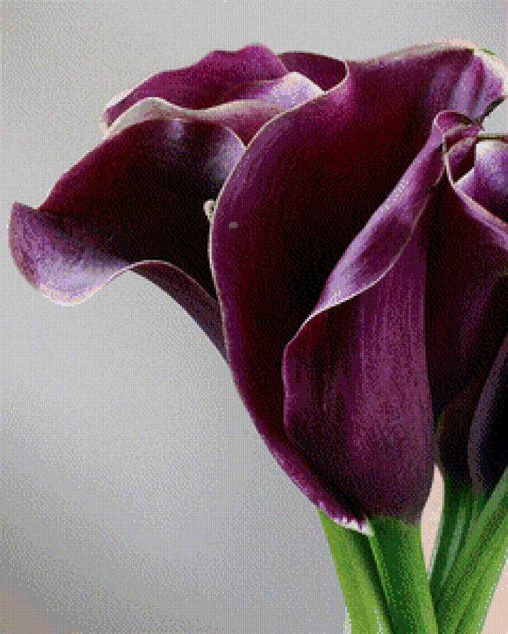 Каллы - букет, каллы - предпросмотр