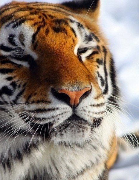 Тигр - кошки, животные - оригинал