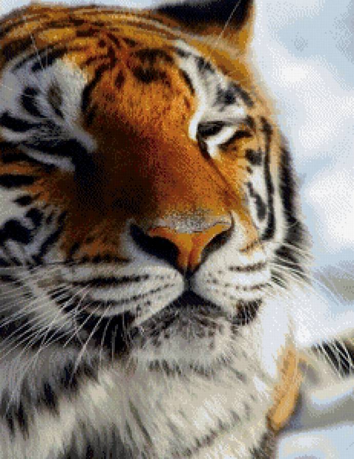 Тигр - кошки, животные - предпросмотр