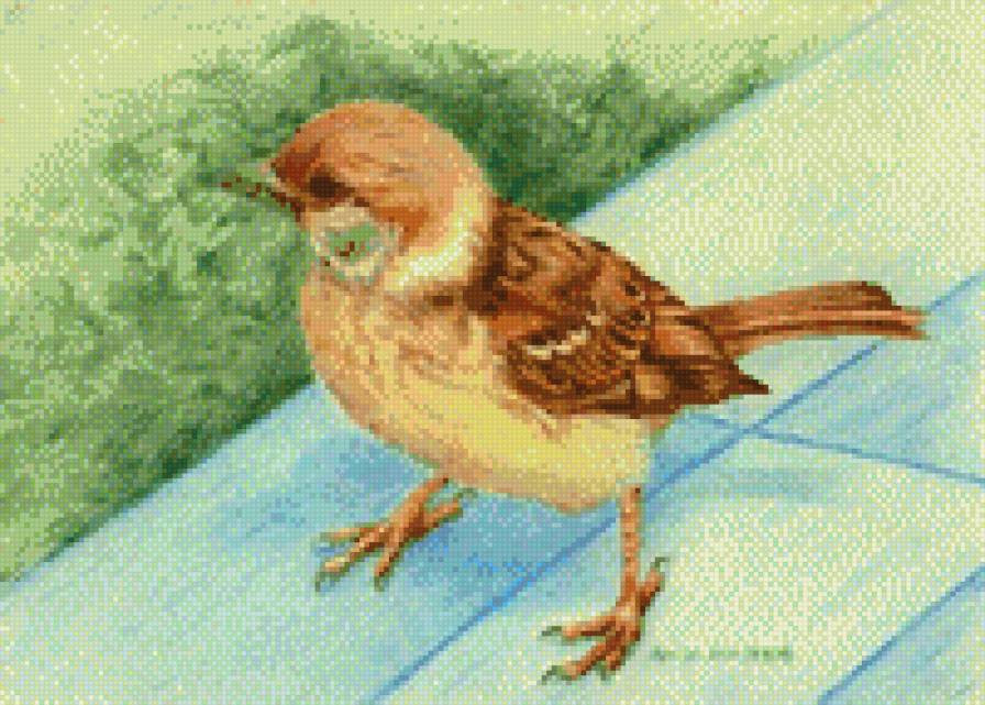 воробей - птица, картина, воробей - предпросмотр