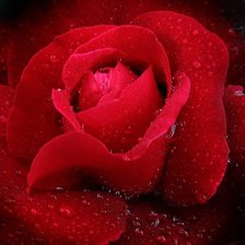 Оригинал схемы вышивки «красная роза» (№752950)