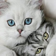 Схема вышивки «Котики»