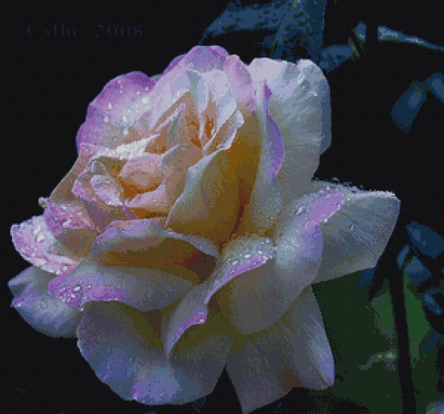 розовая роза - роза, цветы - предпросмотр