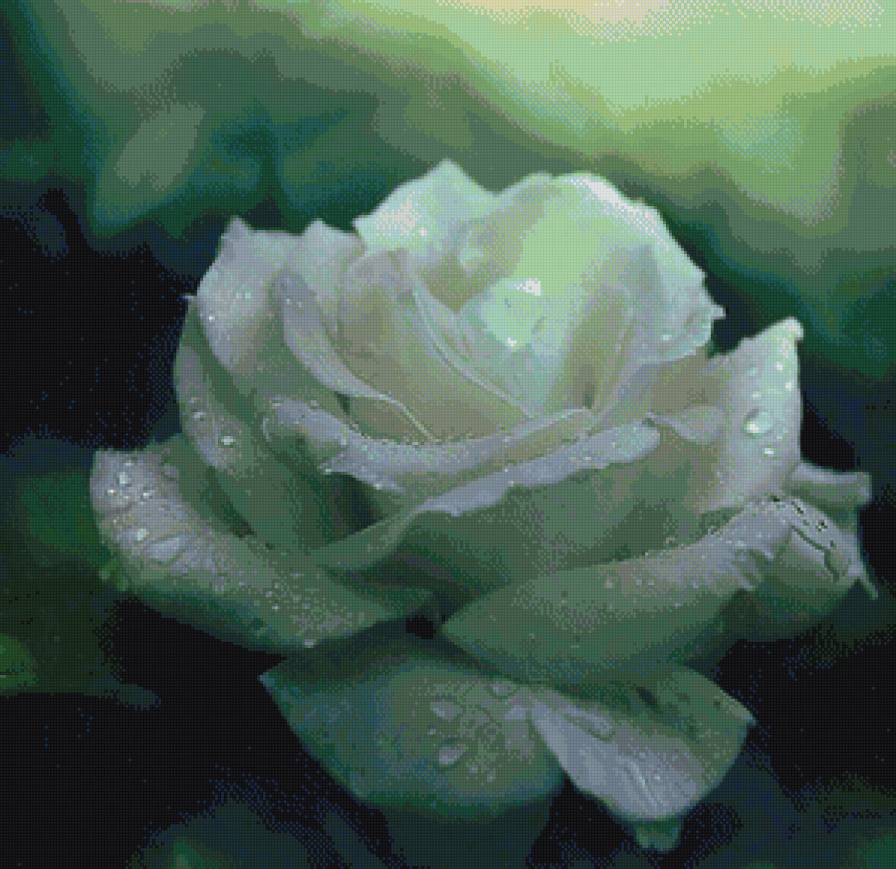 белая роза - цветы, роза - предпросмотр