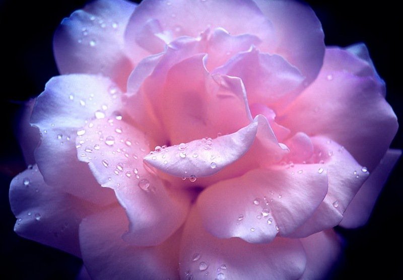 розовая роза - цветы, роза - оригинал