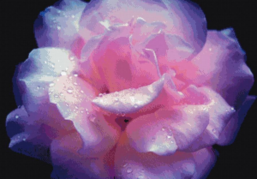 розовая роза - цветы, роза - предпросмотр