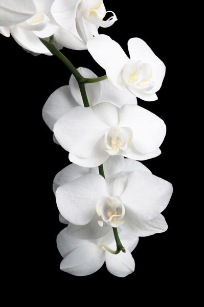 орхидеи - оригинал