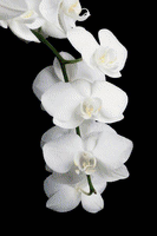 орхидеи - предпросмотр