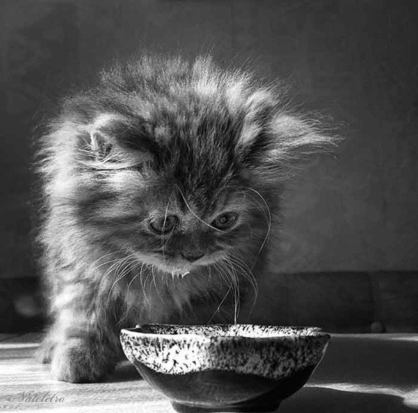 Котенок черно-белый. - нежность, черно-белое, котенок - оригинал