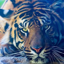 Схема вышивки «Тигр»