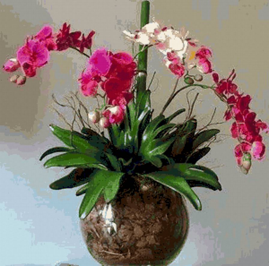 Orquideas - предпросмотр