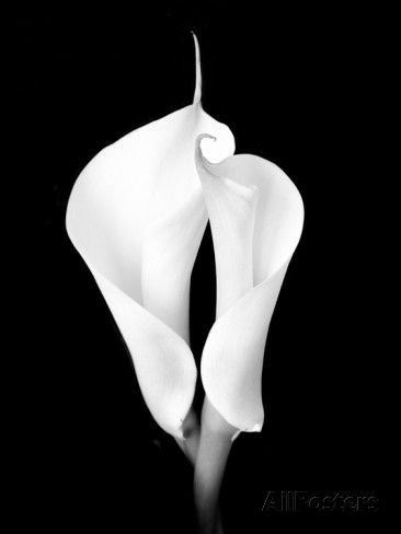 Calas - оригинал