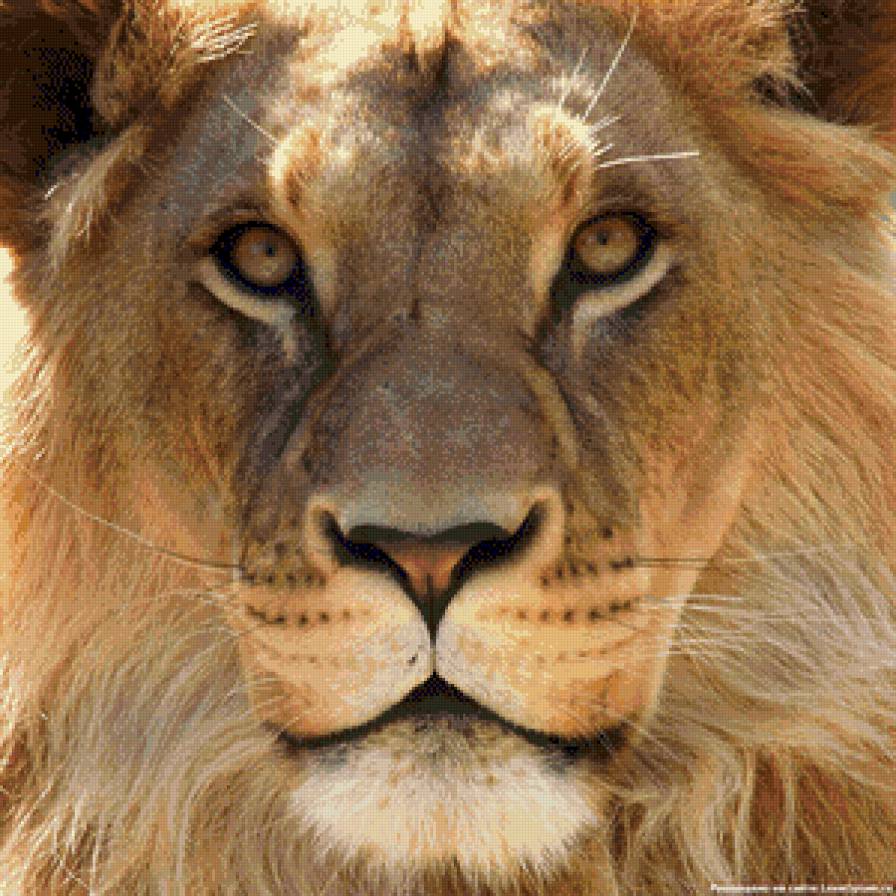 ЦАРЬ ЗВЕРЕЙ - предпросмотр